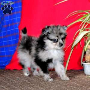 Arby, Pomeranian Puppy