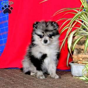 Arby, Pomeranian Puppy