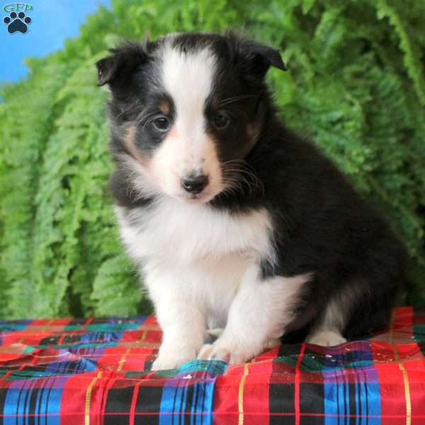 Archer, Sheltie Puppy