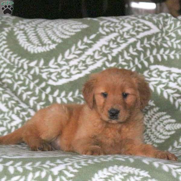 Archer, Golden Retriever Puppy