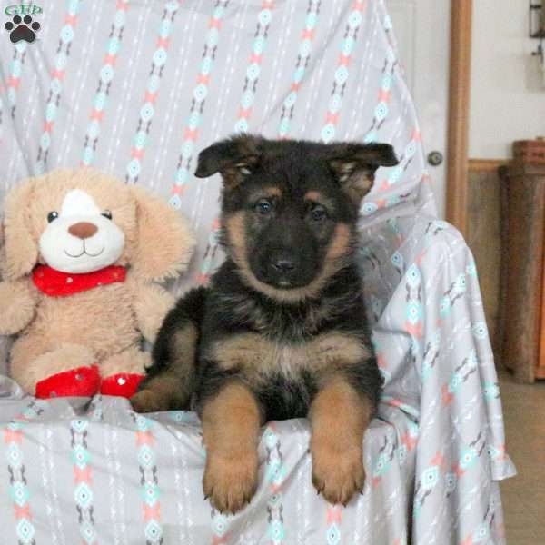 Archer, German Shepherd Puppy
