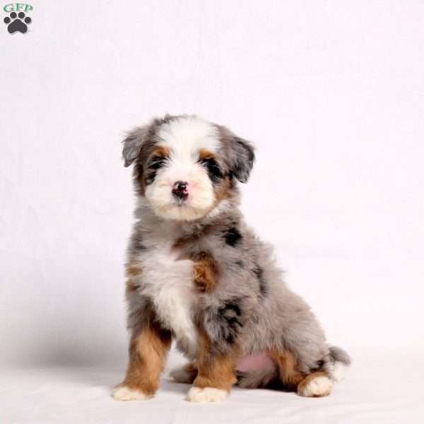 Archer, Mini Bernedoodle Puppy