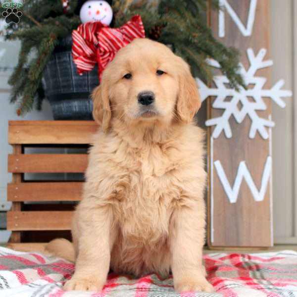 Archer, Golden Retriever Puppy