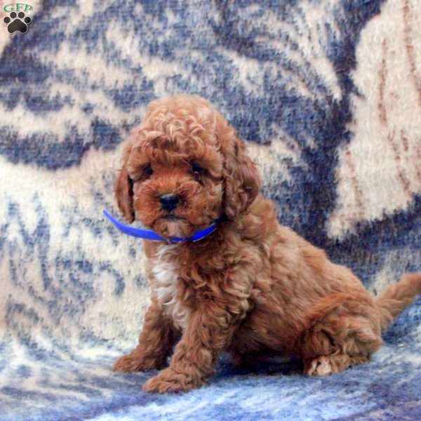 Archer, Cockapoo Puppy