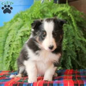 Archer, Sheltie Puppy