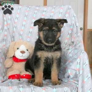 Archer, German Shepherd Puppy