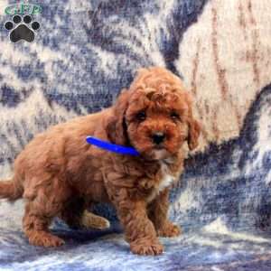 Archer, Cockapoo Puppy