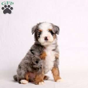 Archer, Mini Bernedoodle Puppy
