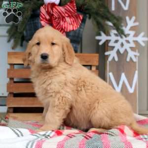 Archer, Golden Retriever Puppy