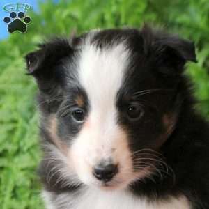 Archer, Sheltie Puppy