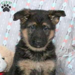 Archer, German Shepherd Puppy