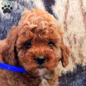 Archer, Cockapoo Puppy