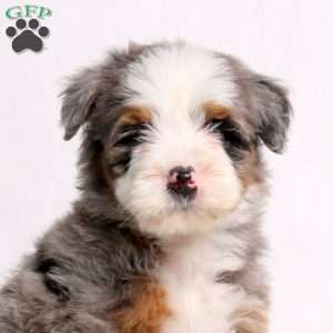 Archer, Mini Bernedoodle Puppy