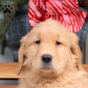 Archer, Golden Retriever Puppy