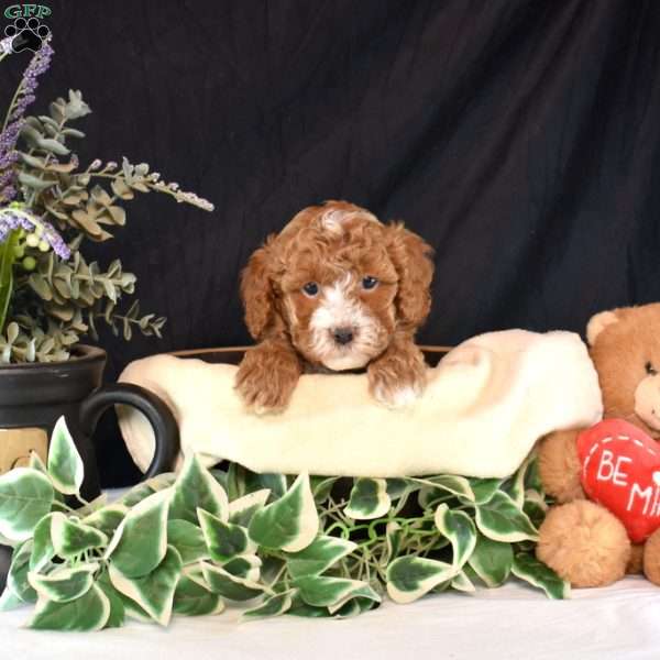 Archie, Cavapoo Puppy