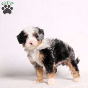 Ares, Mini Bernedoodle Puppy