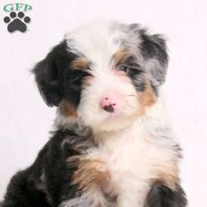 Ares, Mini Bernedoodle Puppy