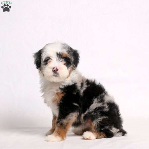 Ariel, Mini Bernedoodle Puppy
