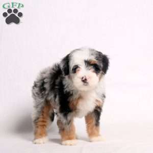 Ariel, Mini Bernedoodle Puppy
