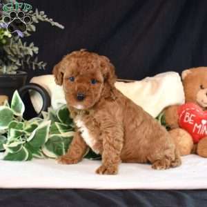 Ariel, Cavapoo Puppy