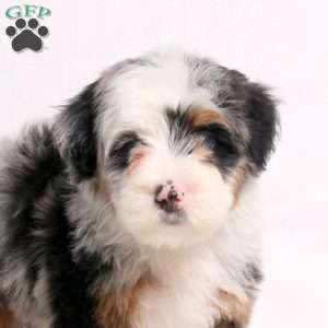 Ariel, Mini Bernedoodle Puppy