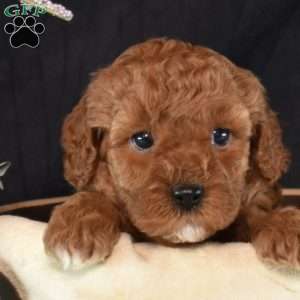 Ariel, Cavapoo Puppy