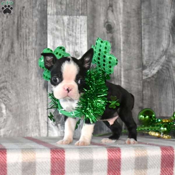 Arlo, Boston Terrier Puppy