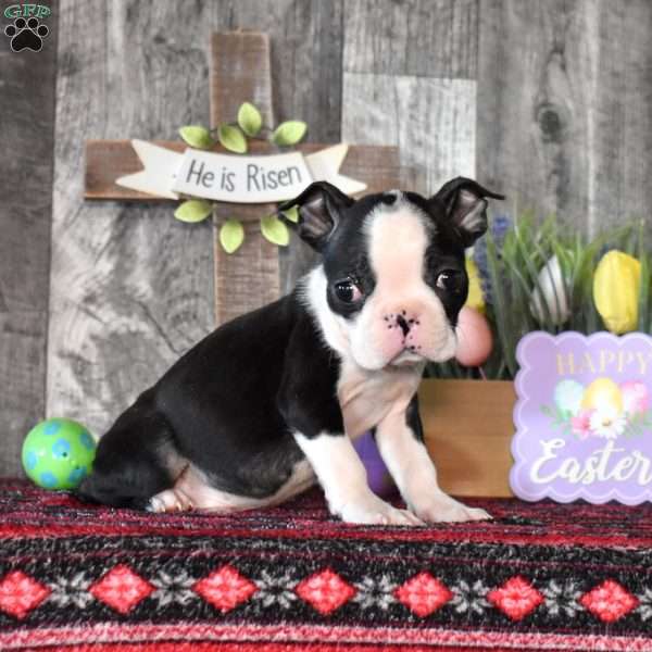 Arlo, Boston Terrier Puppy