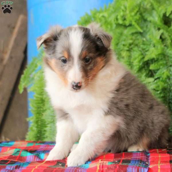 Arlo, Sheltie Puppy