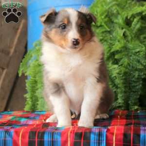 Arlo, Sheltie Puppy