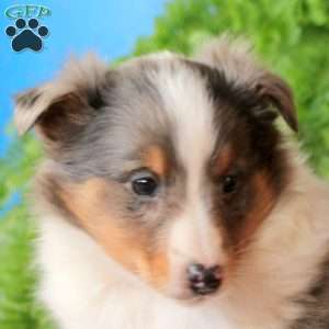 Arlo, Sheltie Puppy