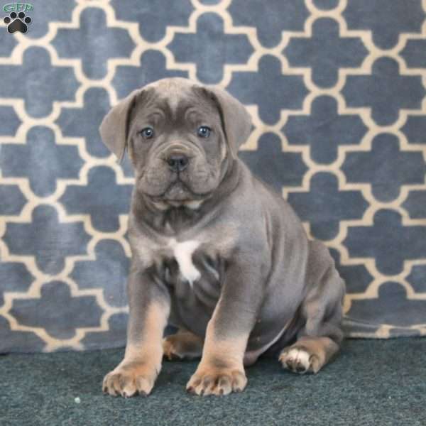 Arlo, Cane Corso Puppy
