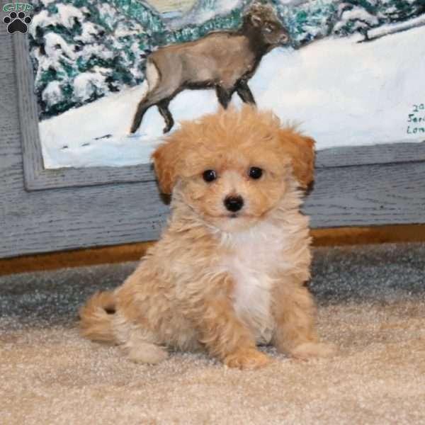 Arnie, Bich-Poo Puppy