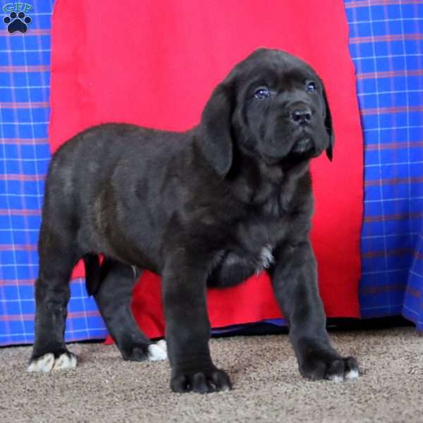 Arnie, English Mastiff Puppy