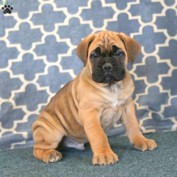 Arnie, Cane Corso Puppy