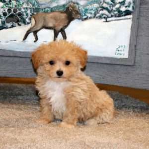 Arnie, Bich-Poo Puppy