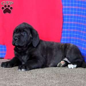 Arnie, English Mastiff Puppy
