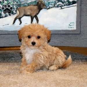 Arnie, Bich-Poo Puppy