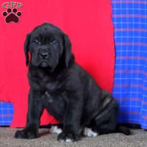 Arnie, English Mastiff Puppy