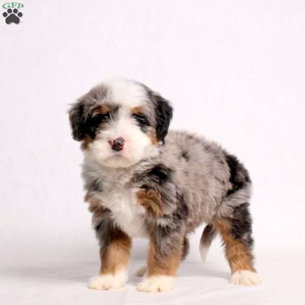 Arnold, Mini Bernedoodle Puppy
