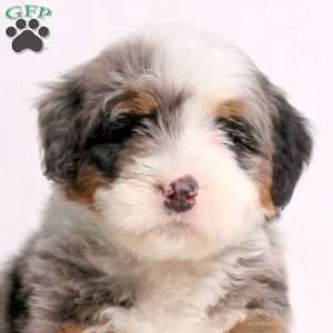 Arnold, Mini Bernedoodle Puppy