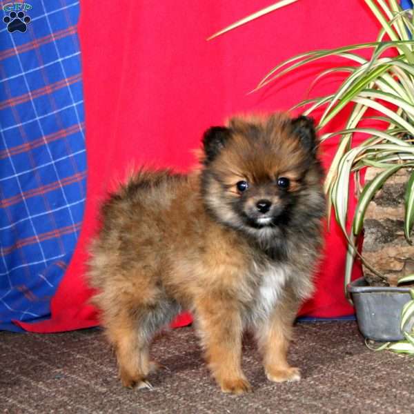 Arnold, Pomeranian Puppy
