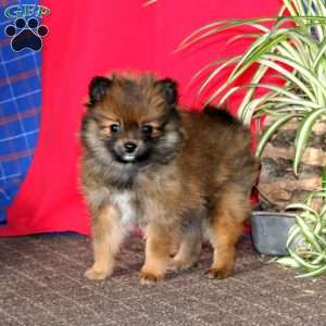 Arnold, Pomeranian Puppy