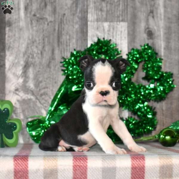 Asher, Boston Terrier Puppy