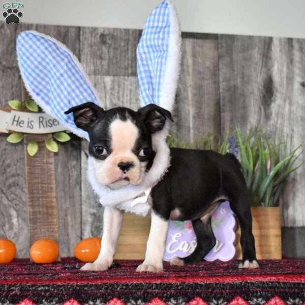 Asher, Boston Terrier Puppy