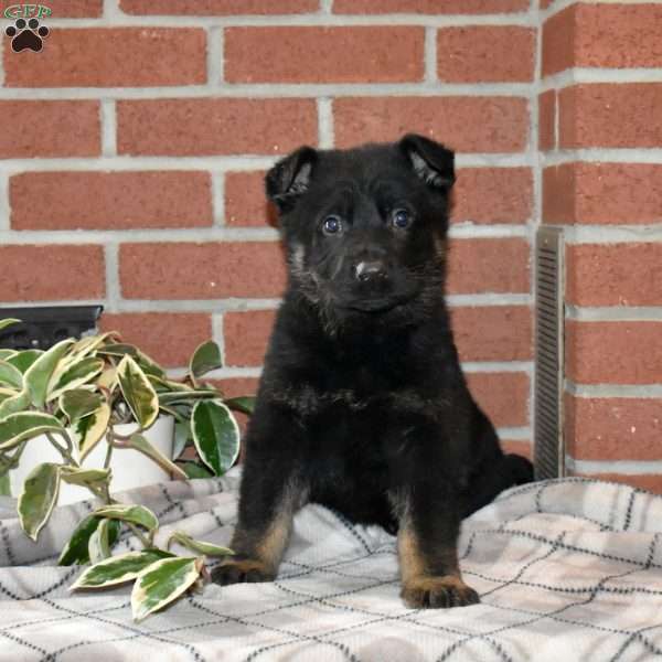 Asher, German Shepherd Puppy
