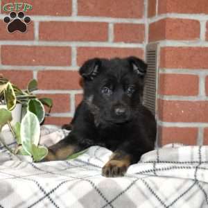 Asher, German Shepherd Puppy