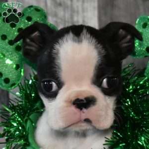Asher, Boston Terrier Puppy