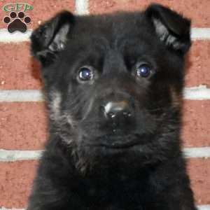 Asher, German Shepherd Puppy