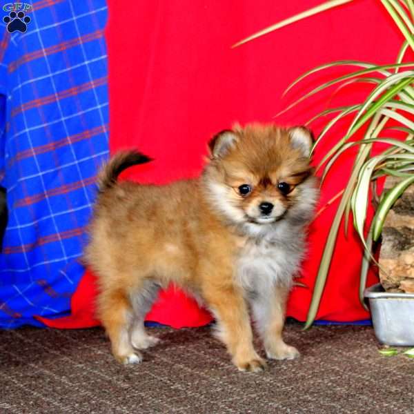 Ashley, Pomeranian Puppy